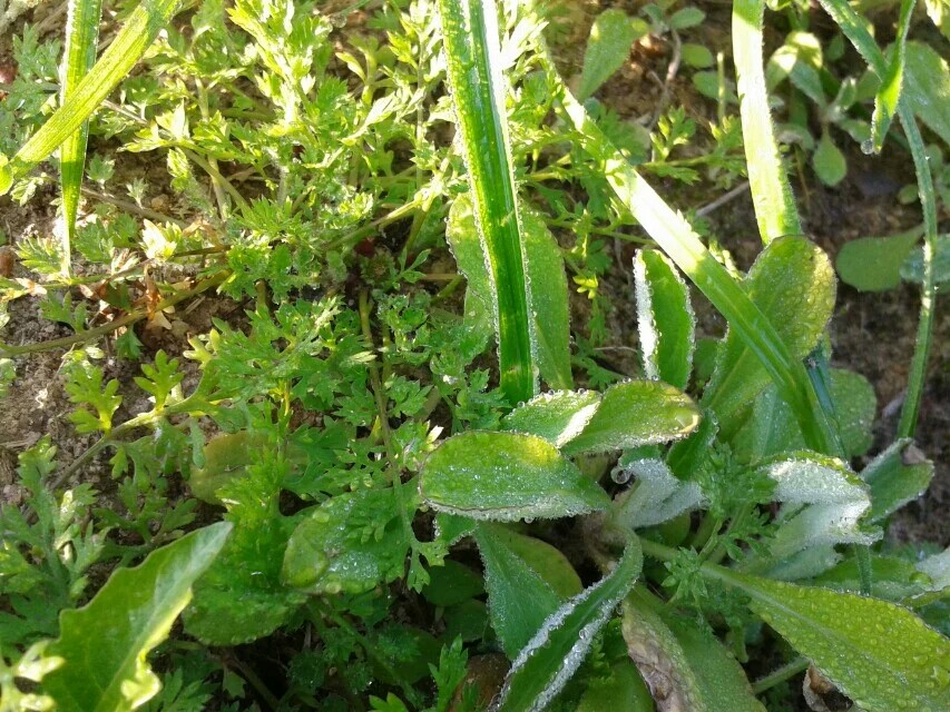 我的身边有你们の露珠,无名小草