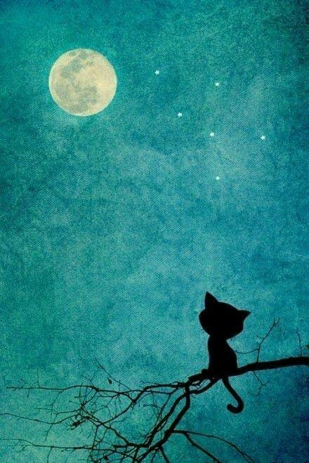 一只赏月的孤独的猫 by:笑久了我也会累