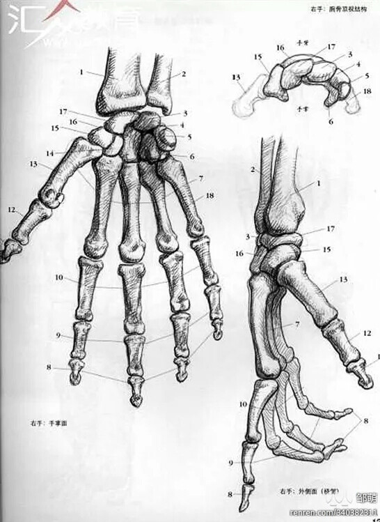 人手骨骼结构