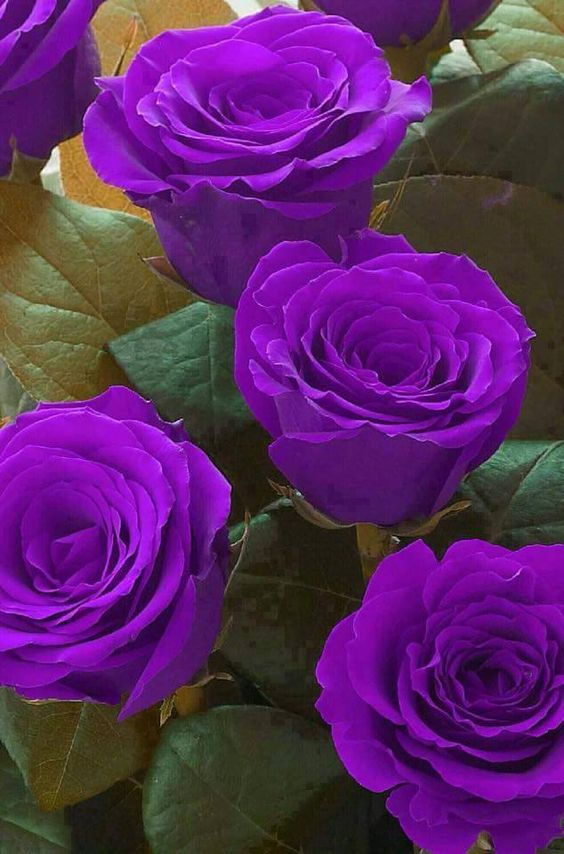 壁纸 紫色 花卉