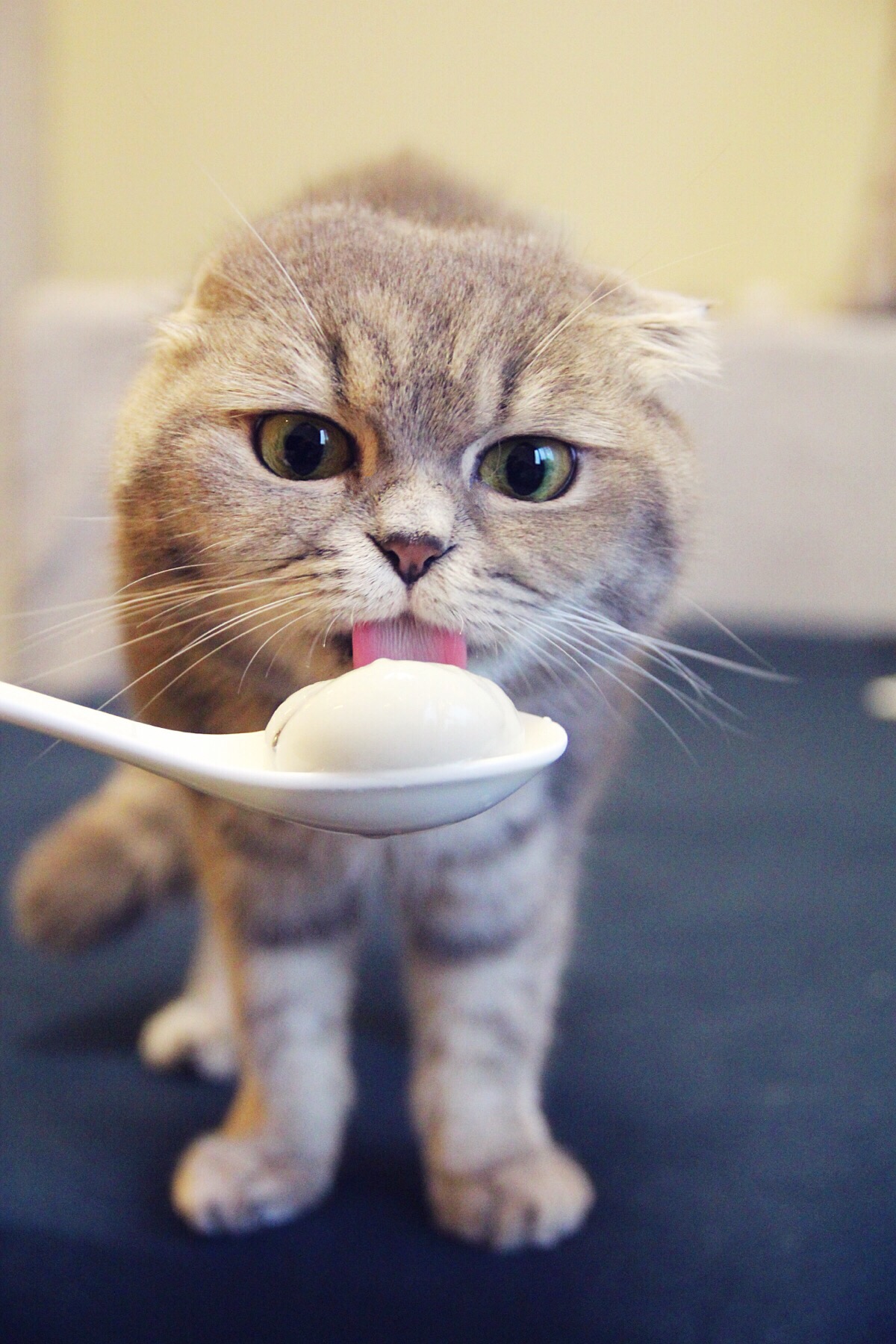 端午 吃元宵 猫咪 宠物 照片取自@回忆专用小马甲