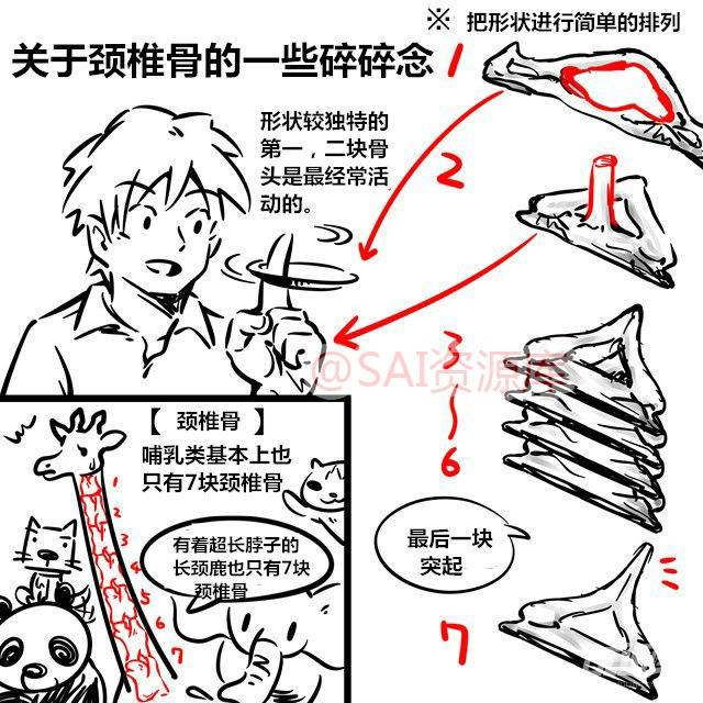 绘画 漫画 素材 脊柱 脖子的画法