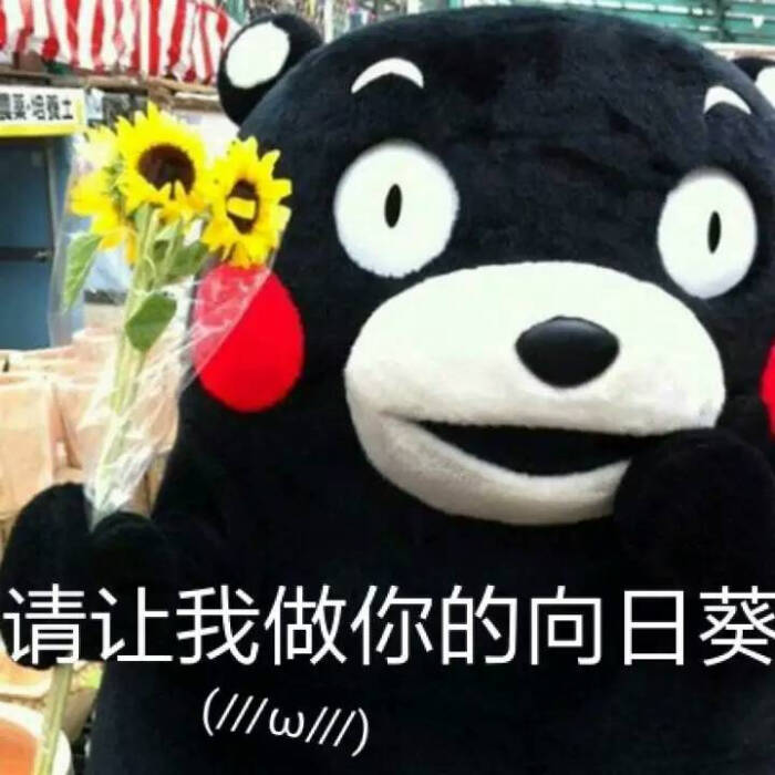 熊本 请让我做你的向日葵 表情包