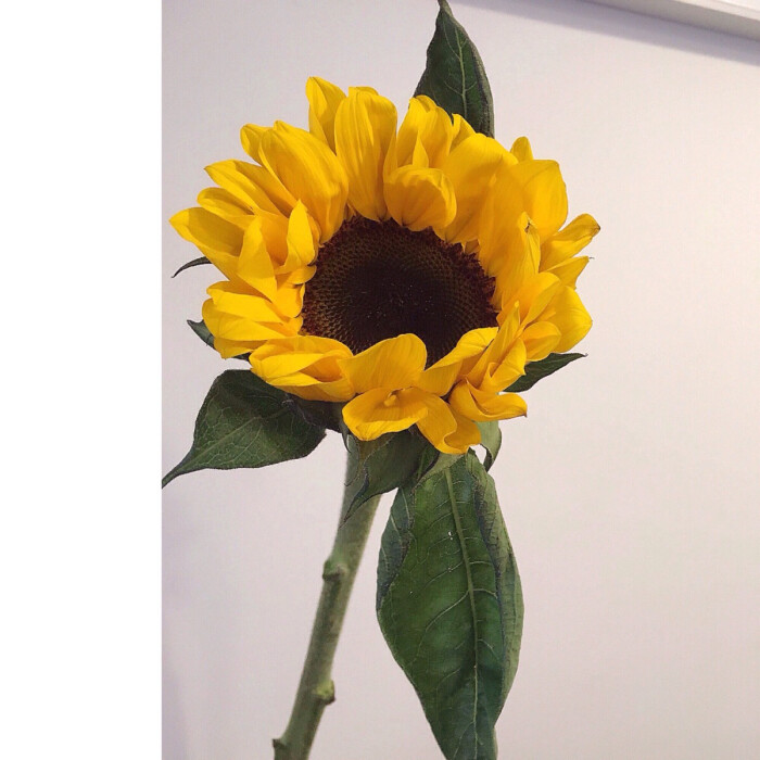 【向日葵】(英文:Sunflower,学名:Helia…-堆糖,