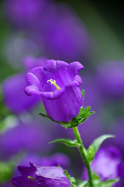 紫色 花卉 美图 壁纸