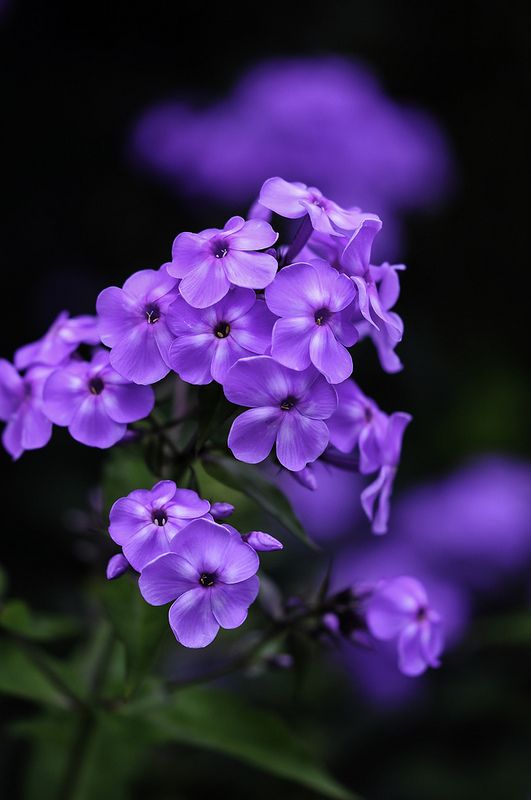 紫色 花卉 美图 壁纸