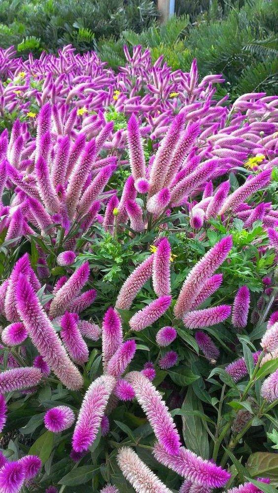 紫色 花卉 美图 壁纸