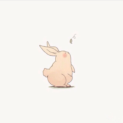 动物