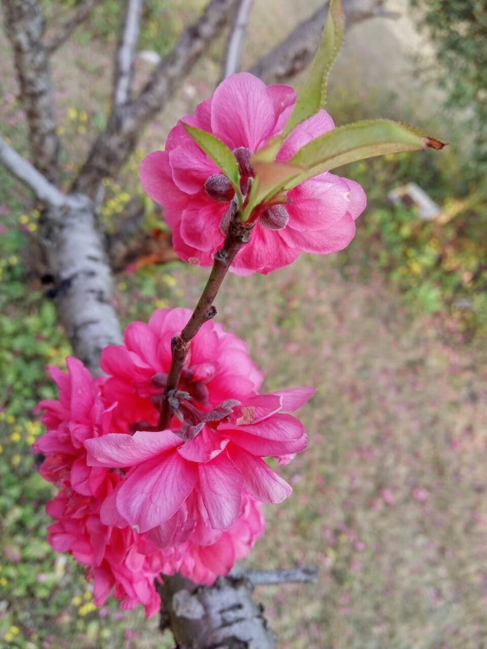 植物,桃花,花丛,春天,开春