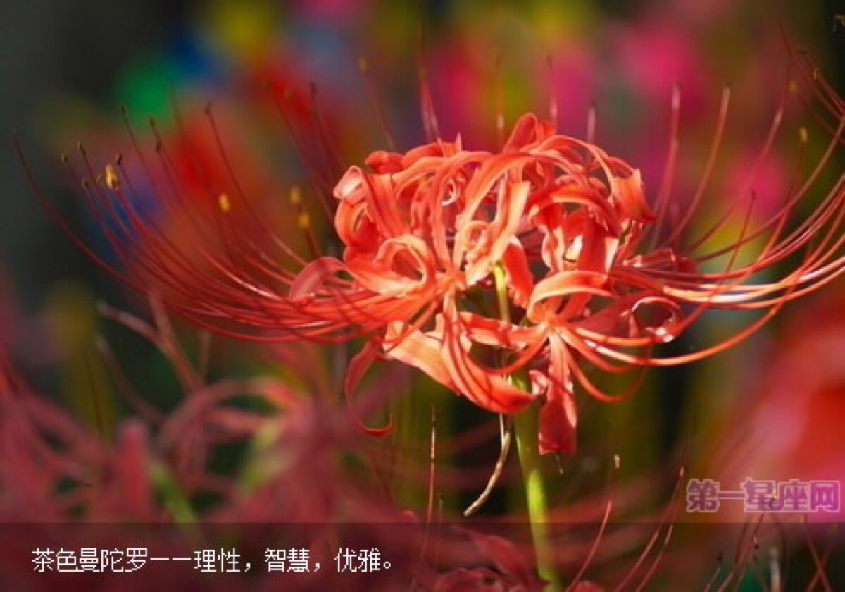 彼岸花-曼珠沙华,曼陀罗华