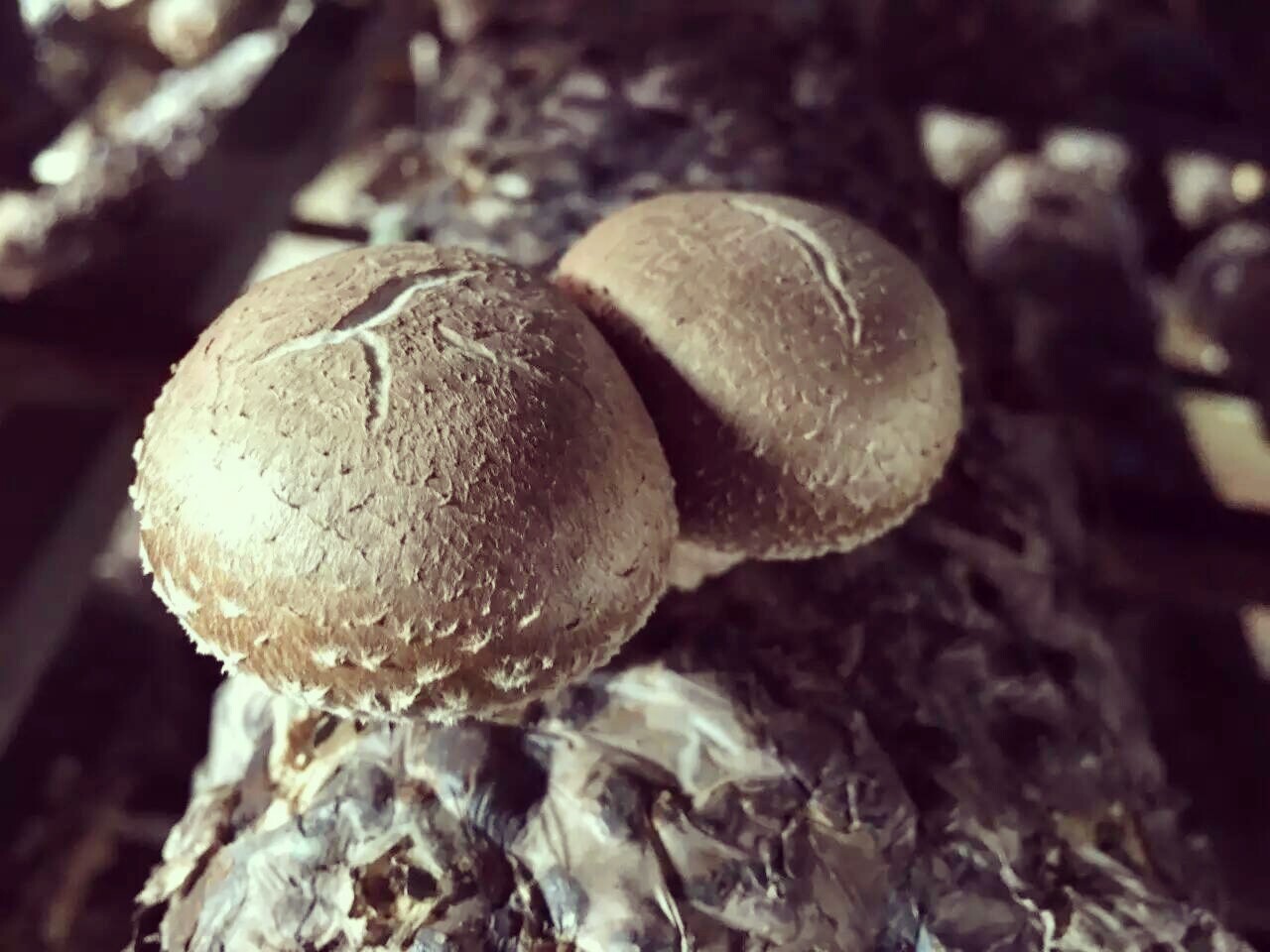 在那香菇生长的地方
