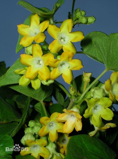 夜来香(学名:telosma cordata (burm. f.) merr.