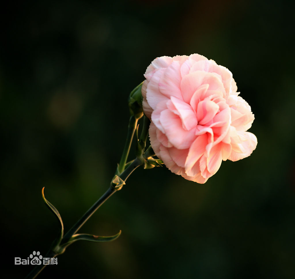 康乃馨,原名:香石竹,英文名:dianthus caryophyllus.