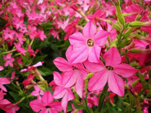 花烟草(拉丁学名nicotiana alata link et otto),别名花烟草,长花烟草