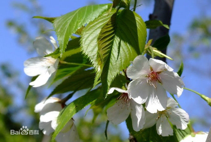 东京樱花(学名:cerasus yedoensis (matsum.