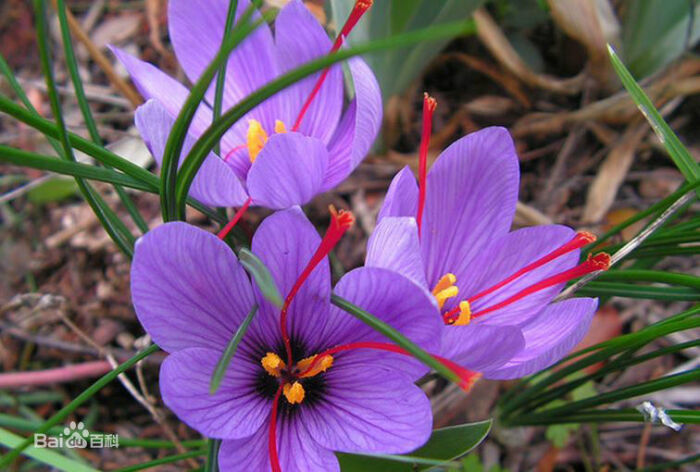 番红花(学名:crocus sativus l.