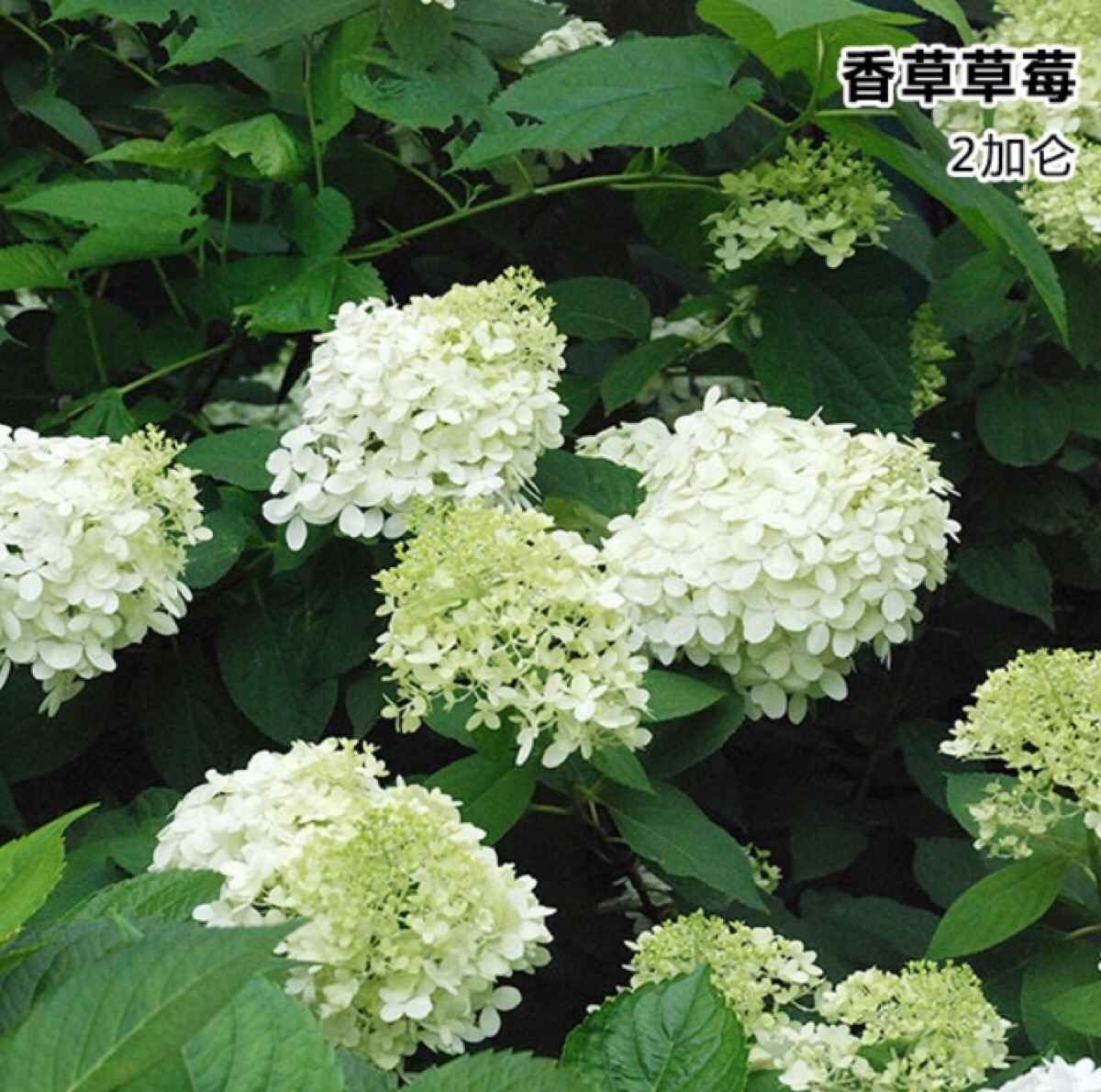 香草草莓,圆锥绣球
