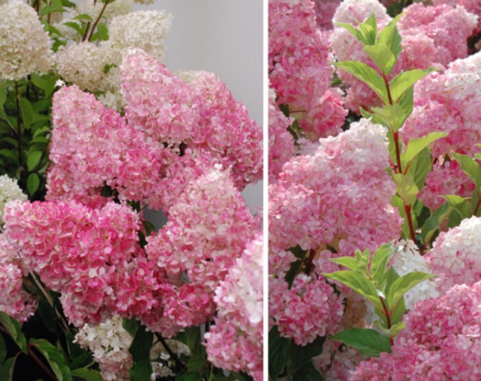 香草草莓,圆锥绣球
