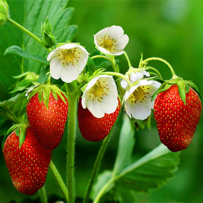 另外,草莓比较适合于油性皮肤,具有去油,洁肤的作用,将草莓挤汁可作为