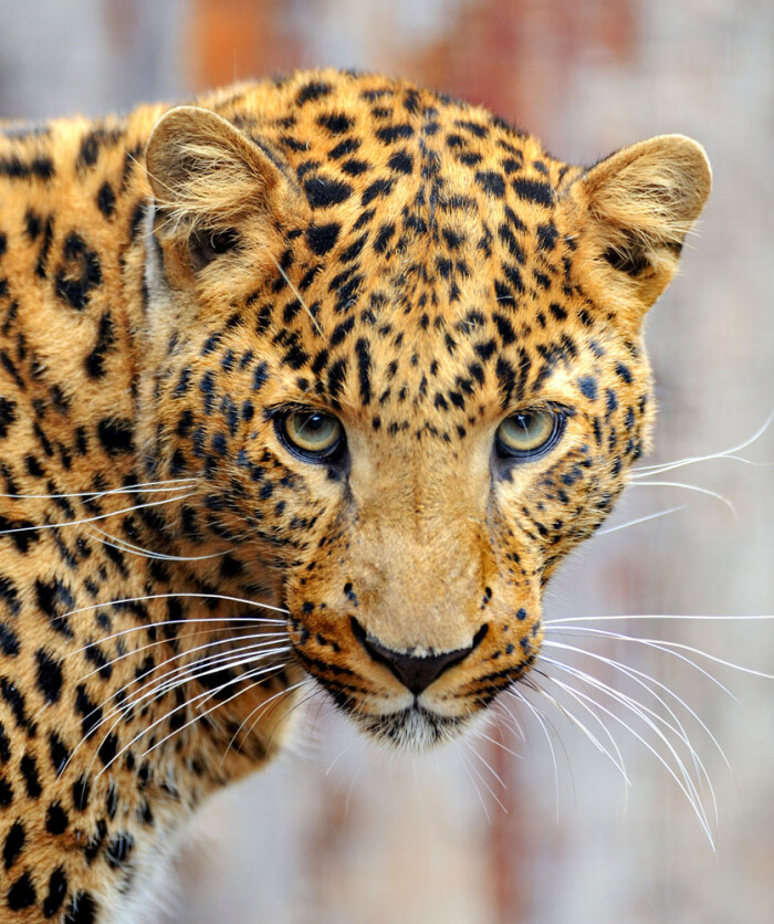 豹子,leopard - 堆糖,美图壁纸兴趣社区