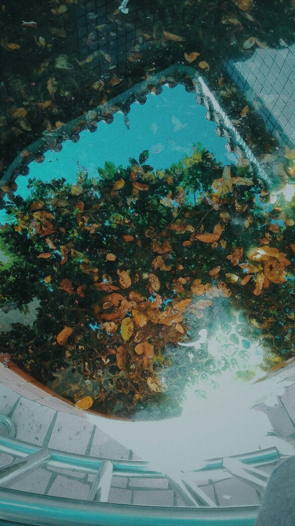 乌龟的池子,黄皮树的影子