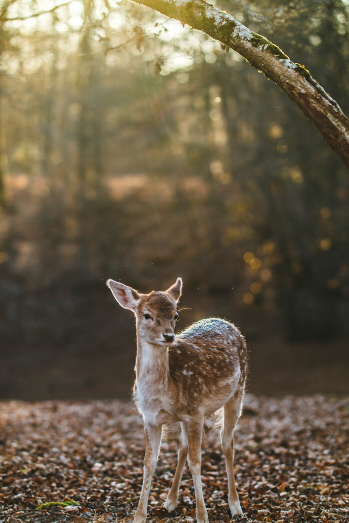 森林里的小鹿 阳光下的小鹿 光点背景
