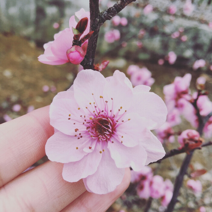 三月,摘朵桃花换姻缘