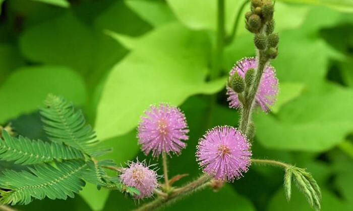 含羞草(学名:mimosa pudica linn.