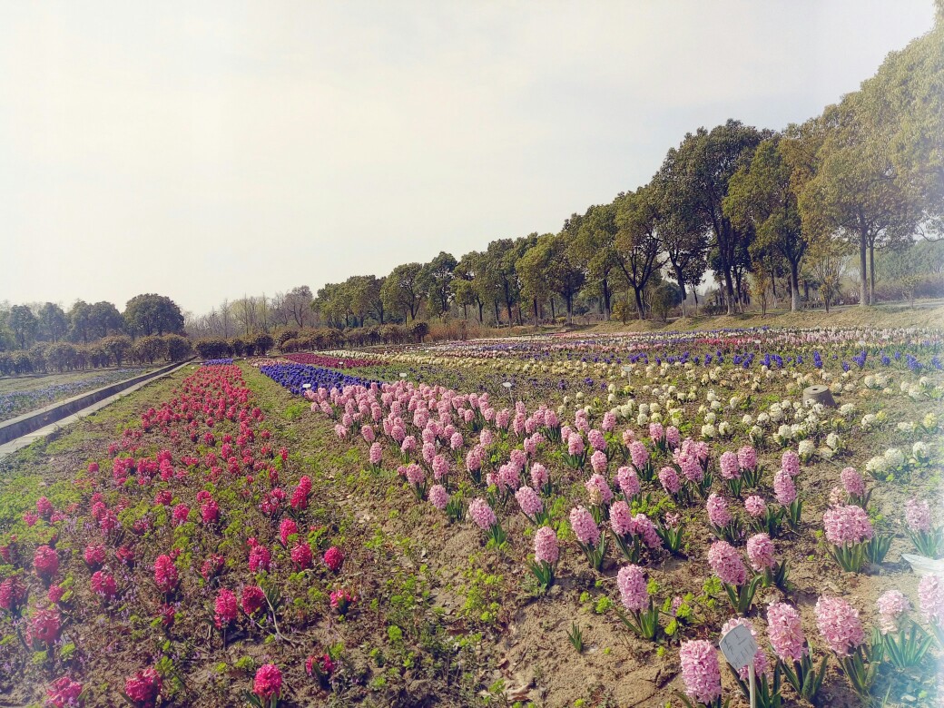 风信子花海