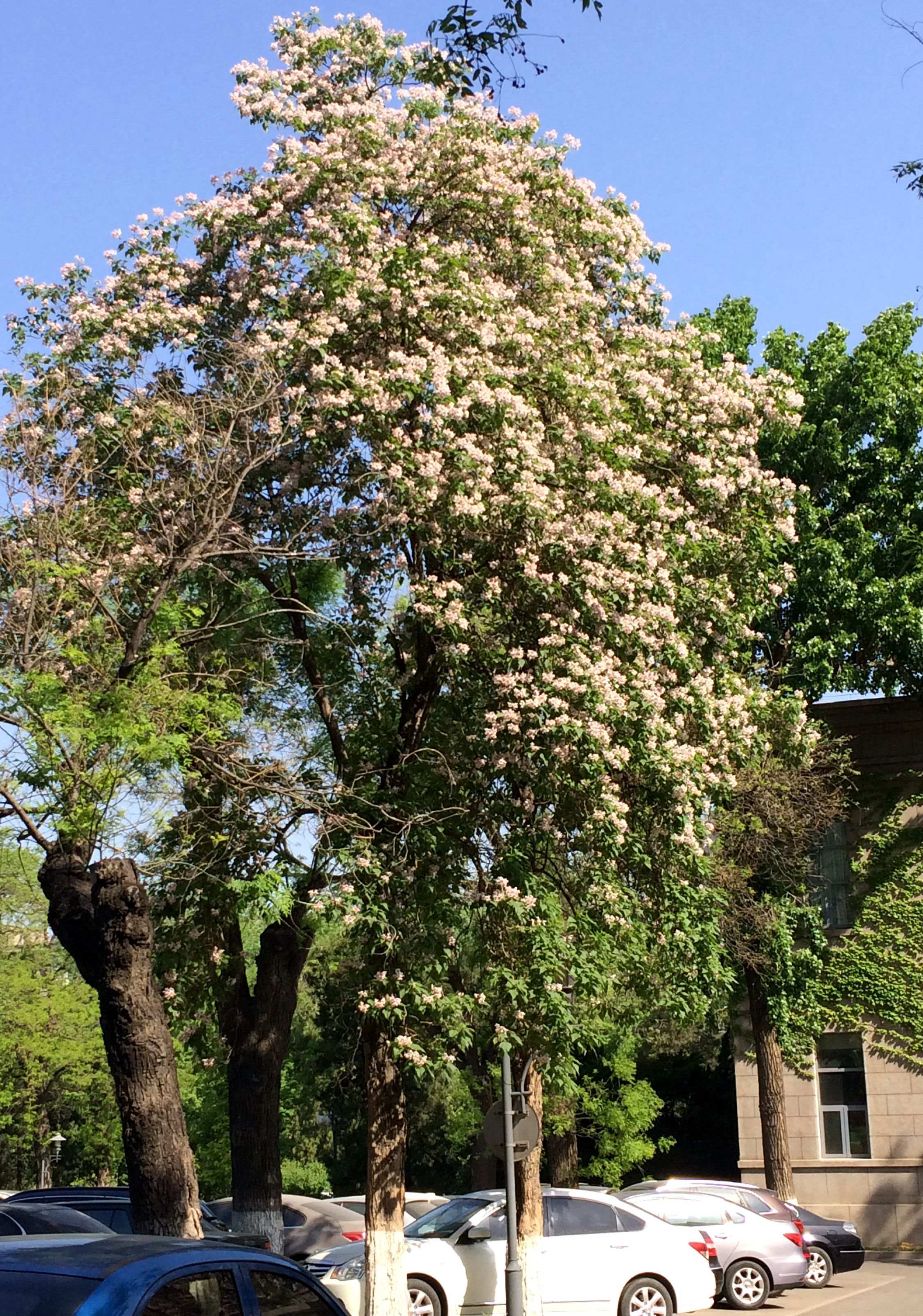 楸树开花