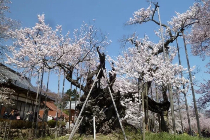 樱花——江户彼岸樱