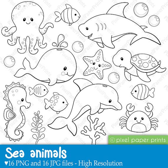 海底动物