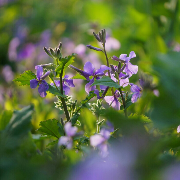 二月兰,又名诸葛菜.