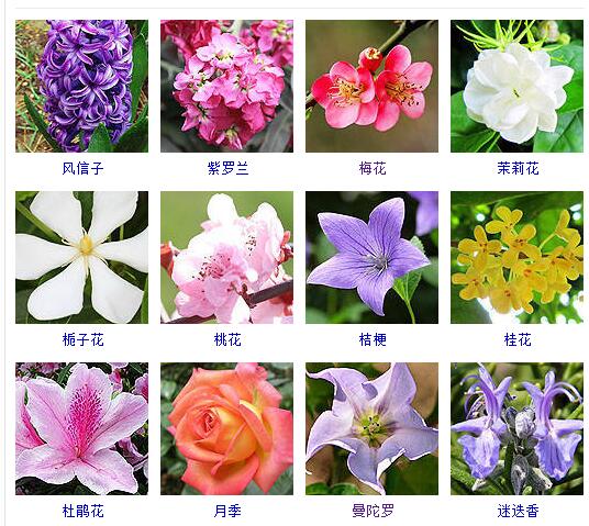 看图识花#常见的观赏花儿#风信子,紫罗兰,梅花,茉莉花,栀子花,桃花