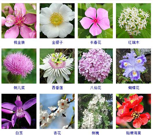 看图识花#常见的观赏花儿#桃金娘,金樱子,长春花,红瑞木,刺儿菜