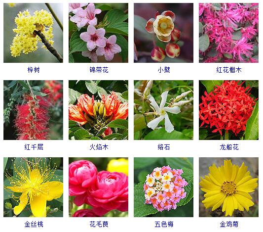 看图识花#常见的观赏花儿#梓zi树,锦带花,小檗bo,红花檵木,红千层