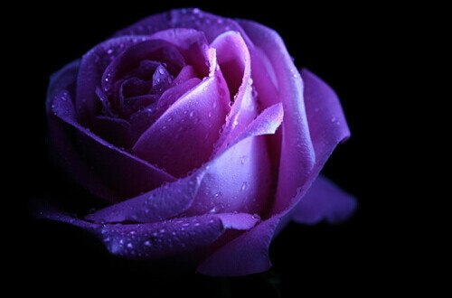 紫玫瑰象征意义是深深的爱情.在遥远的古代北欧,商洛凡的未700_462