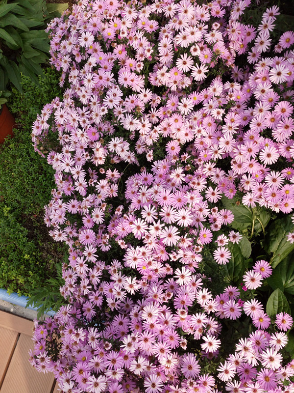 荷兰菊 