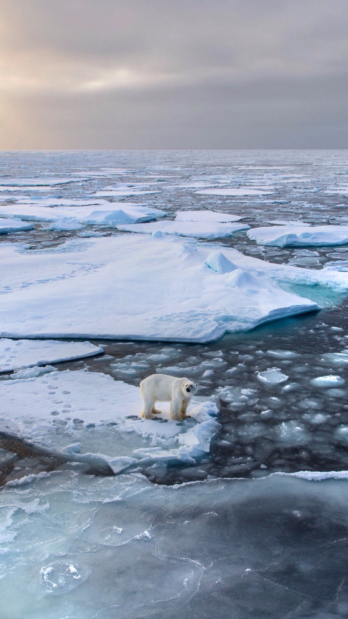 iphone 壁纸 失去家园的北极熊 温室效应 全球变暖 环保 源自:idaily