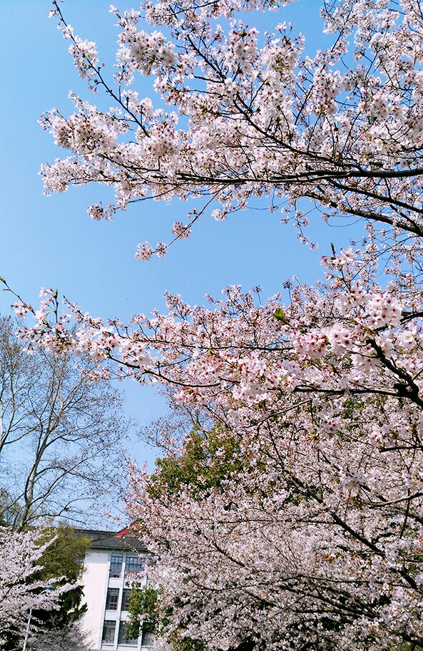 南林樱花