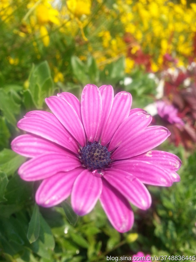 【石之若璞-花事-秋日觅花影—蓝到心里的菊—蓝目菊