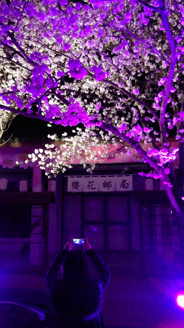 夜樱花 