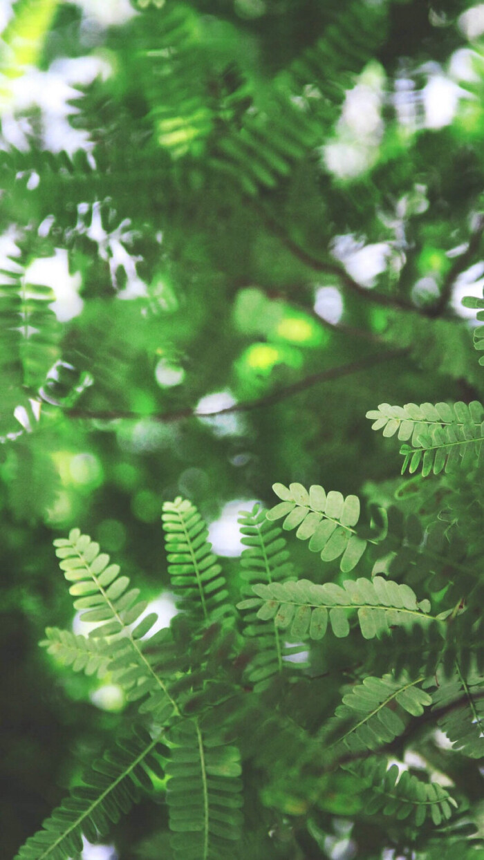 iphone 壁纸 简约 设计 花草树