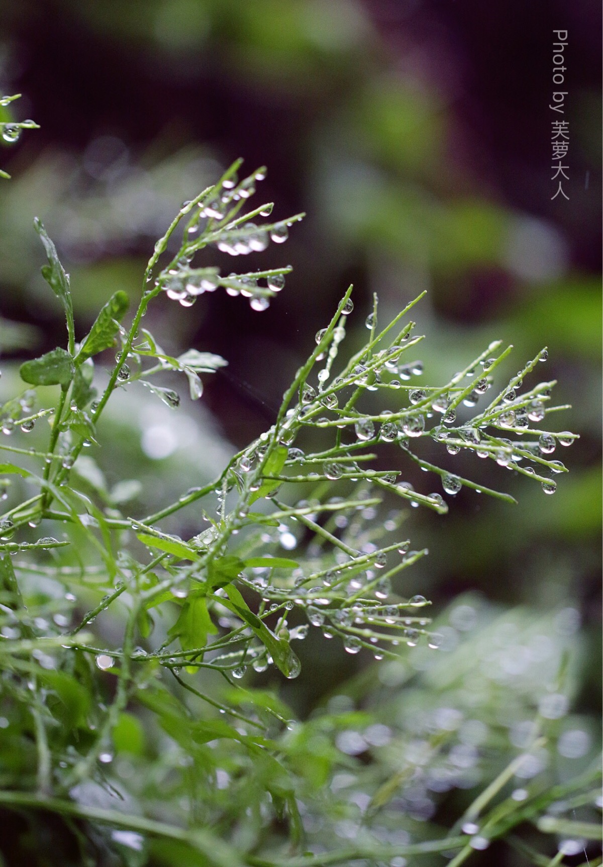 平凡得经过千百次也不会注意到的小草,但当你看到,它沐浴着雨露的样子