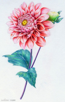 彩铅植物,花卉