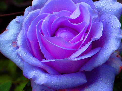 蓝紫色月季:珍贵,珍稀.
