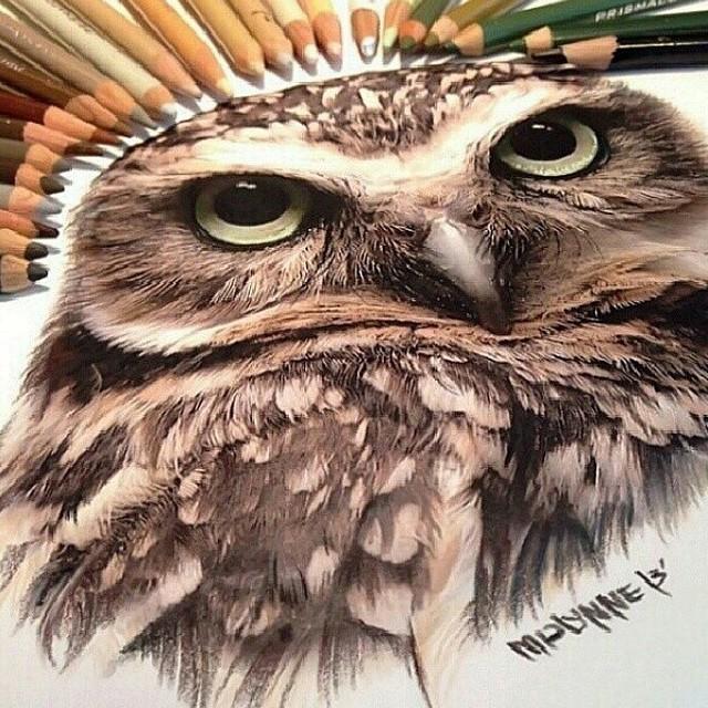 空灵眼神之猫头鹰