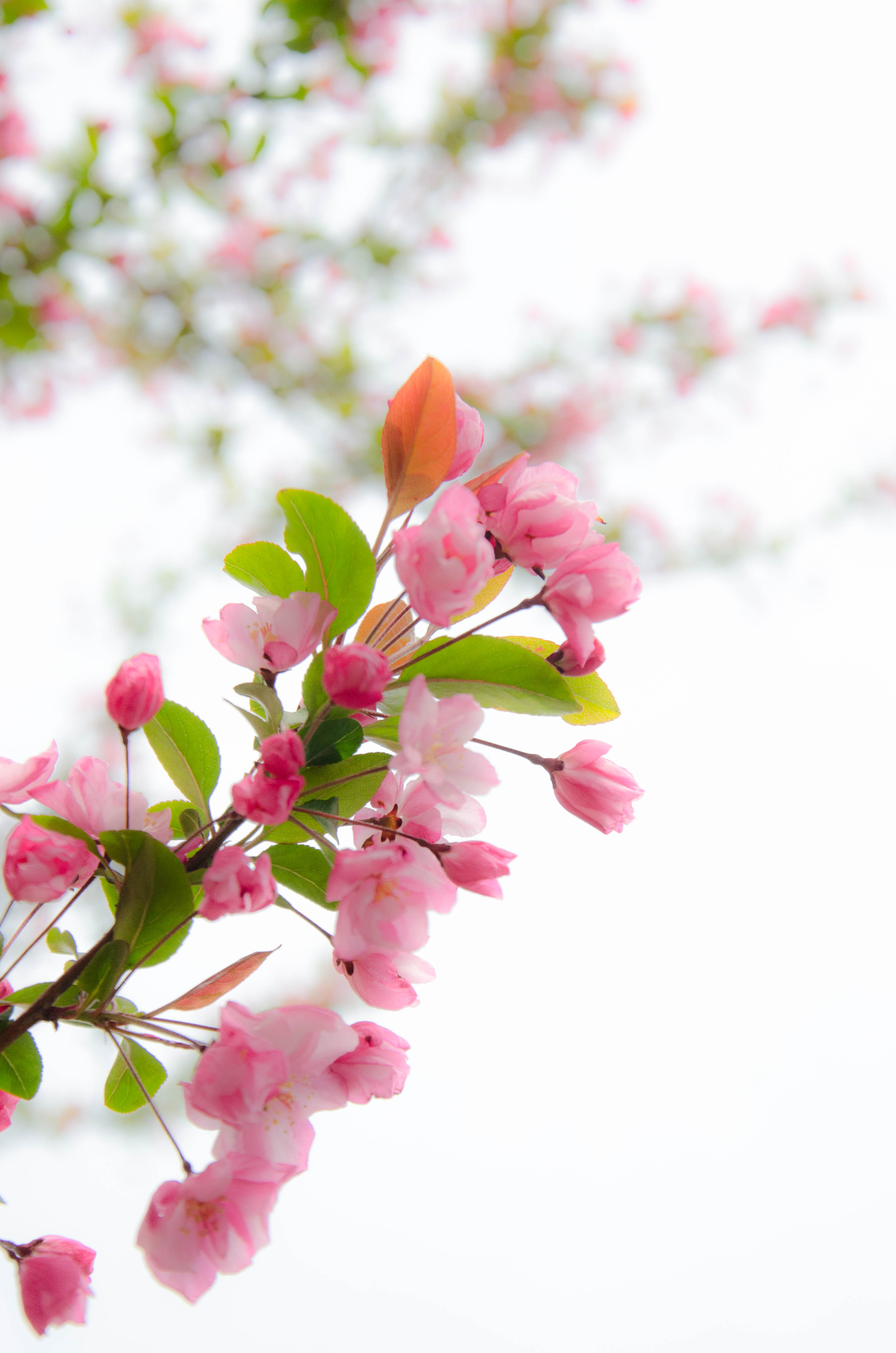 海棠,花蕾红艳,似胭脂点点.