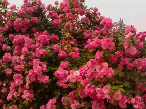 荷花蔷薇rosa multiflora'aarnea,是多花蔷薇的变种,蔷薇科蔷薇属