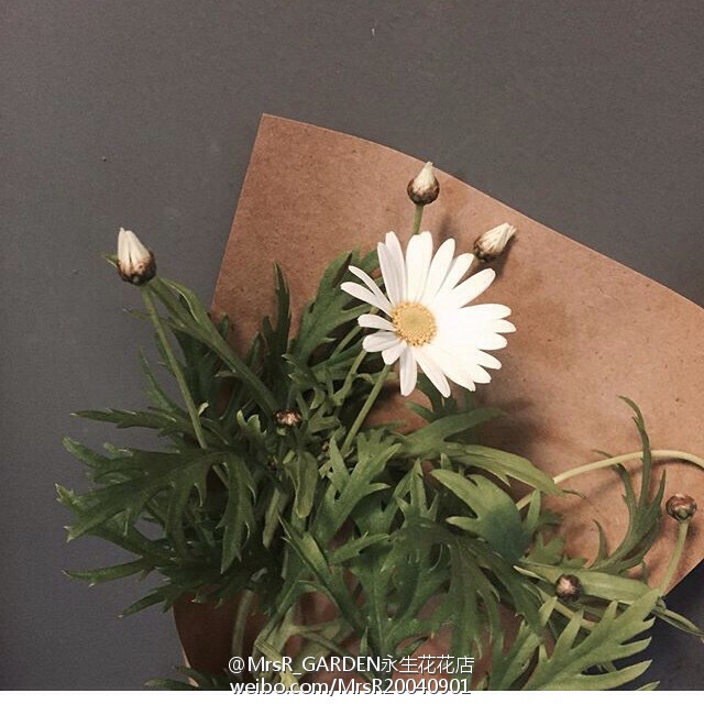 ins | 韩式花束 小雏菊